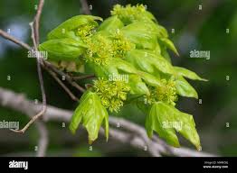 Attēlu rezultāti vaicājumam “Acer campestre flower”
