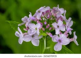 Attēlu rezultāti vaicājumam “Lunaria rediviva”