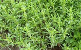 Image result for Bohnenkraut