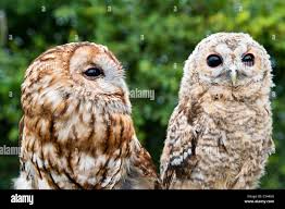 Attēlu rezultāti vaicājumam “Strix aluco female”