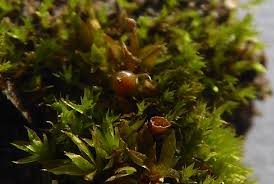 Attēlu rezultāti vaicājumam “Pseudotaxiphyllum elegans macro”