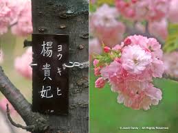 Attēlu rezultāti vaicājumam “Prunus (sakura)”