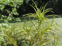 Attēlu rezultāti vaicājumam “Najas minor leaf”