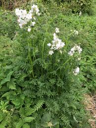 Attēlu rezultāti vaicājumam “Polemonium caeruleum flower”