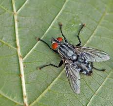 Attēlu rezultāti vaicājumam “Sarcophagidae”
