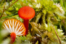 Attēlu rezultāti vaicājumam “Hygrocybe cantharellus”