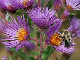 Attēlu rezultāti vaicājumam “Symphyotrichum novae-angliae”