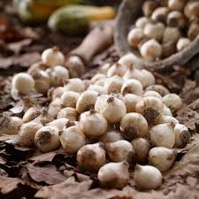 Attēlu rezultāti vaicājumam “Lignydium muscorum”