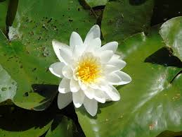 Attēlu rezultāti vaicājumam “Nymphaea alba flower”