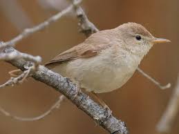 Attēlu rezultāti vaicājumam “Hippolais caligata adult”