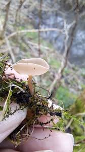 Attēlu rezultāti vaicājumam “Ciboria amentacea”