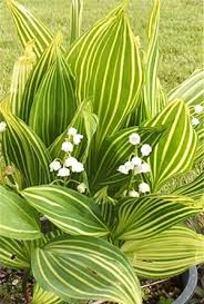 Attēlu rezultāti vaicājumam “Convallaria majalis leaf”