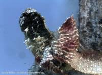 Attēlu rezultāti vaicājumam “Willkommlangea reticulata”