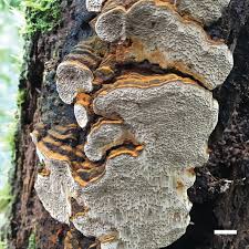 Attēlu rezultāti vaicājumam “Phellinus laevigatus”