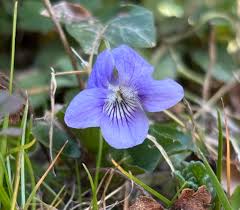 Image result for Veilchen