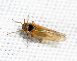 Attēlu rezultāti vaicājumam “Javesella pellucida female”