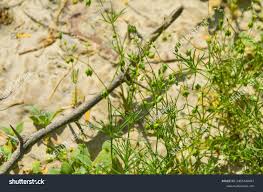 Attēlu rezultāti vaicājumam “Sagina procumbens leaf”