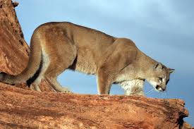 Image result for Ut Cougars