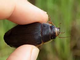 Attēlu rezultāti vaicājumam “Dytiscus sp.”