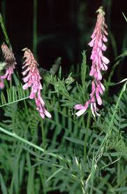 Attēlu rezultāti vaicājumam “Vicia tenuifolia flower”
