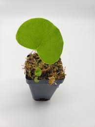 Attēlu rezultāti vaicājumam “Utricularia minor leaf”