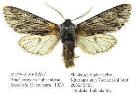 Attēlu rezultāti vaicājumam “Brachionycha nubeculosa”