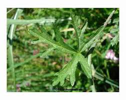 Attēlu rezultāti vaicājumam “Malva moschata leaf”