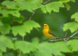 Attēlu rezultāti vaicājumam “Reticularia lobata young”