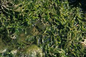 Attēlu rezultāti vaicājumam “Fontinalis antipyretica”