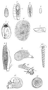 Attēlu rezultāti vaicājumam “Diaperis boleti imago”