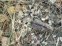 Attēlu rezultāti vaicājumam “Cricetidae”