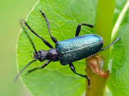 Attēlu rezultāti vaicājumam “Gaurotes virginea”