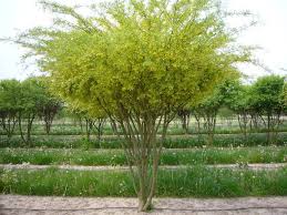 Attēlu rezultāti vaicājumam “Caragana arborescens”