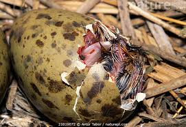 Attēlu rezultāti vaicājumam “Larus ridibundus eggs”