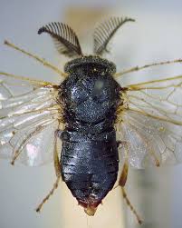 Attēlu rezultāti vaicājumam “Gilpinia”