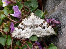 Attēlu rezultāti vaicājumam “Xanthorhoe montanata”