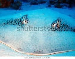 Image result for Himantura uarnak