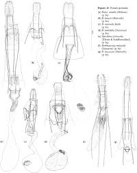 Attēlu rezultāti vaicājumam “Epicallima formosella”
