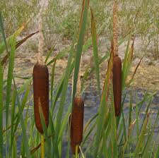 Attēlu rezultāti vaicājumam “Typha latifolia leaf”