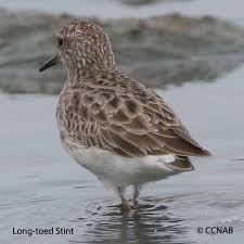 Image result for Calidris subminuta