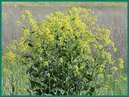 Attēlu rezultāti vaicājumam “Bunias orientalis flower”