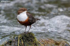 Attēlu rezultāti vaicājumam “Cinclus cinclus”