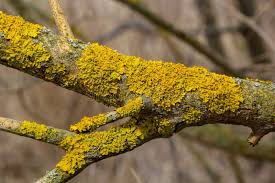 Attēlu rezultāti vaicājumam “Xanthoria parietina”