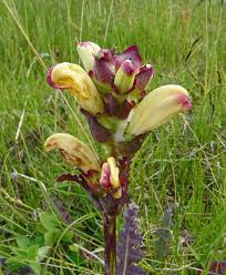 Attēlu rezultāti vaicājumam “Pedicularis sceptrum-carolinum flower”