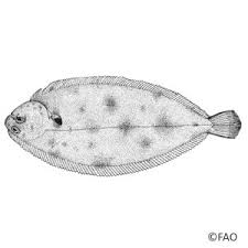 Image result for Solea solea