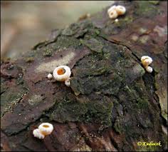 Attēlu rezultāti vaicājumam “Lachnellula willkommii”