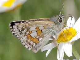 Attēlu rezultāti vaicājumam “Pyrgus serratulae upperside”