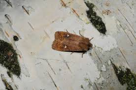 Attēlu rezultāti vaicājumam “Eupsilia transversa”