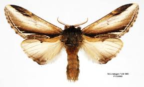 Attēlu rezultāti vaicājumam “Pheosia gnoma”