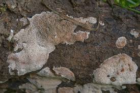 Attēlu rezultāti vaicājumam “Ceriporiopsis resinascens”